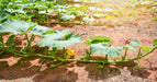 JAMAICAN FLAT PUMPKIN Seed (WINTER SQUASH) Calabaza de Castilla, - Caribbeangardenseed