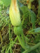 Jamaican FLAT Pumpkin SeedS (Calabaza) WINTER squash - Caribbean garden seed