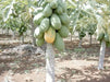 Jamaican Red PAPAYA Seeds ,Sweet Red Flesh-Exotic papaya fruit or pawpaw - Caribbeangardenseed