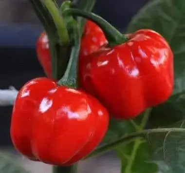 JAMAICAN Red scotch bonnet, pepper Seeds,Capsicum chinense - Caribbeangardenseed