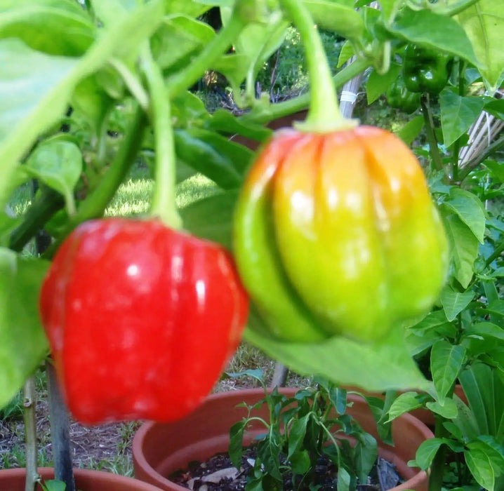 JAMAICAN Red scotch bonnet, pepper Seeds,Capsicum chinense - Caribbeangardenseed