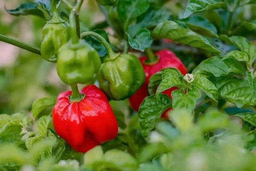 JAMAICAN Red scotch bonnet, pepper Seeds,Capsicum chinense - Caribbean garden seed