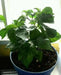 Jamaican Scotch Bonnet - Live PEPPER Plant, 3' POT - CARIBBEAN PRODUCTS - Caribbean garden seed