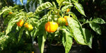 Jamaican Scotch Bonnet - Live PEPPER Plant, 3' POT - CARIBBEAN PRODUCTS - Caribbean garden seed