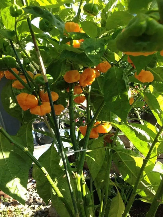 Jamaican Scotch Bonnet PEPPER (Capsicum chinense)  Pepper seeds - Caribbean garden seed