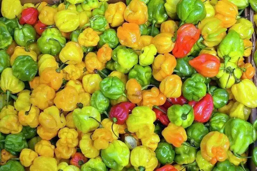 JAMAICAN Scotch bonnet Pepper (Fresh Pods) RED STRAIN , PRODUCE - Caribbean garden seed