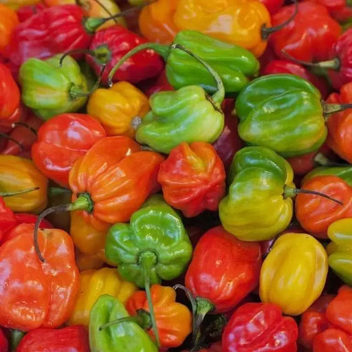 Jamaican Scotch Bonnet Pepper (Red Strain) Capsicum chinense - Caribbeangardenseed