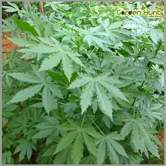 Jamaican Sorrel Seeds, (Green/WHITE stem , SOUR LEAF - Caribbean garden seed