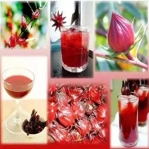 Jamaican Sorrel Seeds, Heirloom , Drought Tolerant,Hibiscus sabdariffa, - Caribbean garden seed