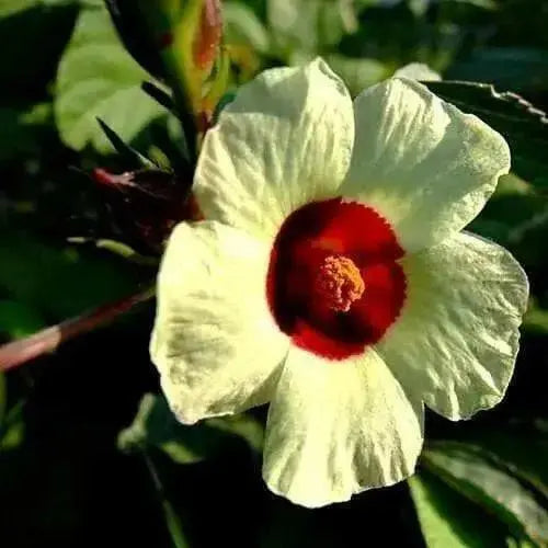 Jamaican Sorrel Seeds, Heirloom , Drought Tolerant,Hibiscus sabdariffa, - Caribbean garden seed