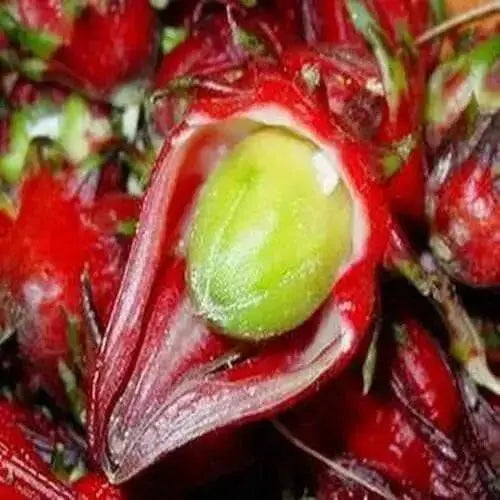 Jamaican Sorrel Seeds, Heirloom , Drought Tolerant,Hibiscus sabdariffa, - Caribbean garden seed