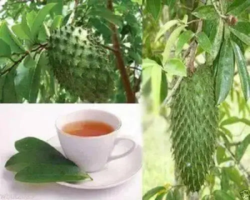 JAMAICAN SOURSOP SEEDS,Tropical Fruit - Caribbean garden seed