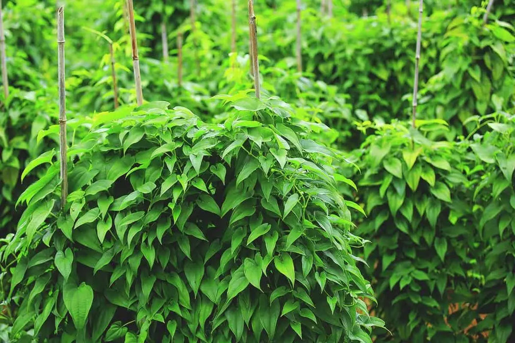 Jamaican White Soft Yam (STARTER PLANTS), Caribbean ROOT VEGETABLE, - Caribbean garden seed