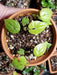 Jamaican White Soft Yam (STARTER PLANTS), Caribbean ROOT VEGETABLE, - Caribbean garden seed