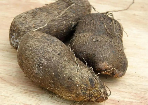 Jamaican White Soft Yam (STARTER PLANTS), Caribbean ROOT VEGETABLE, - Caribbean garden seed