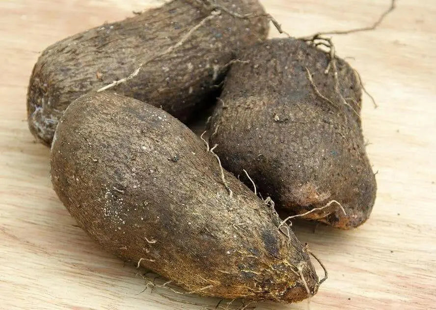 Jamaican White Soft Yam (STARTER PLANTS), Caribbean ROOT VEGETABLE, - Caribbean garden seed
