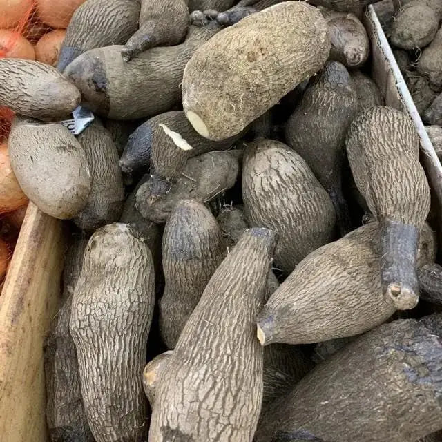 Yampi Tuber ,White Soft Yam , CARBBEAN ROOT VEGETABLE, Dioscorea trifida - Caribbeangardenseed