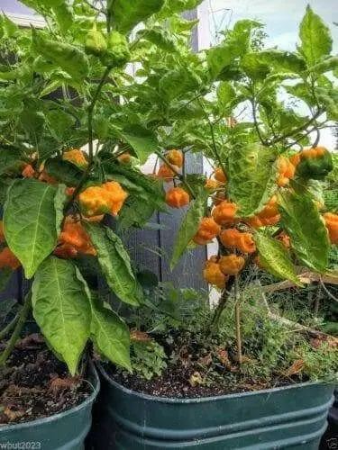 JAMAICAN YELLOW SCOTCH BONNET PEPPER Seeds,Capsicum chinense - Caribbean garden seed