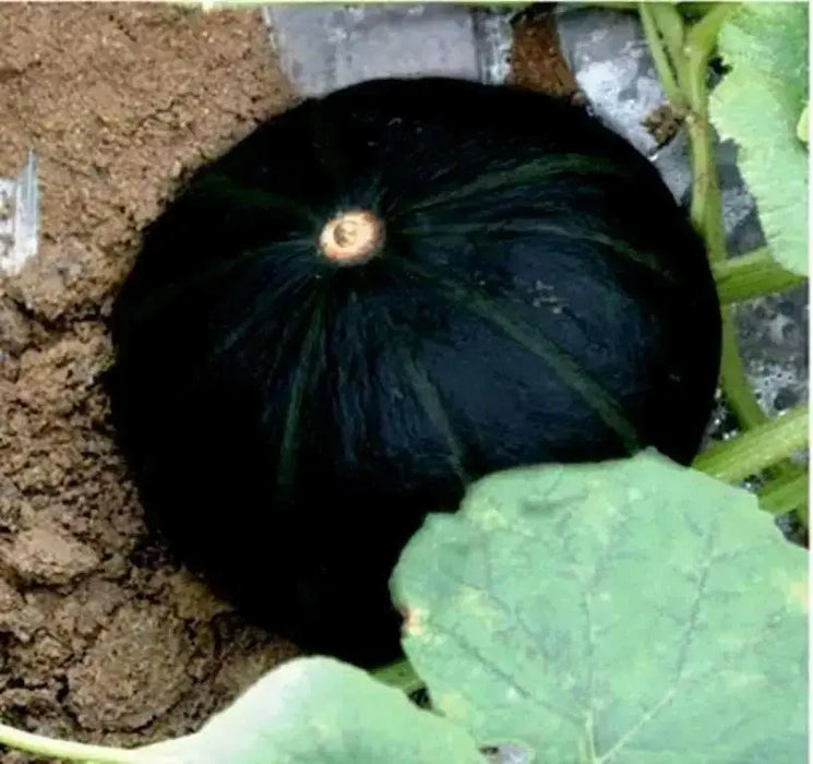 Japanese Black Pumpkin - Kabocha Seeds , Asian Vegetable - Caribbean garden seed