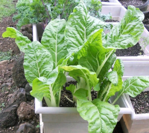 Japanese Chard Seeds"Umaina" ASIAN VEGETABLE - Caribbeangardenseed