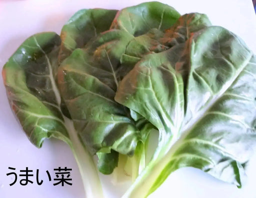 Japanese Chard Seeds"Umaina" ASIAN VEGETABLE - Caribbeangardenseed