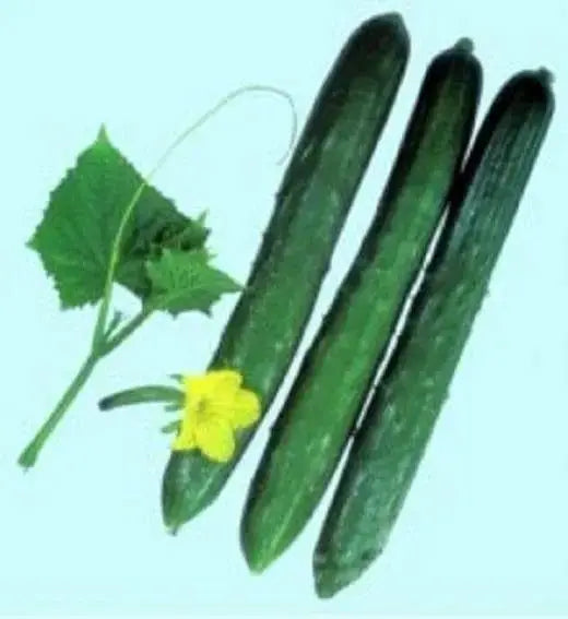 Japanese Long Cucumber Seeds " Tokiwa" ( Cucumis sativus ) Asian Vegetable - Caribbeangardenseed