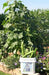 Japanese Long Cucumber  Seeds " Tokiwa" Asian Vegetable - Caribbean garden seed