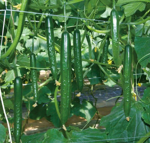 Japanese Long Cucumber  Seeds " Tokiwa" Asian Vegetable - Caribbean garden seed