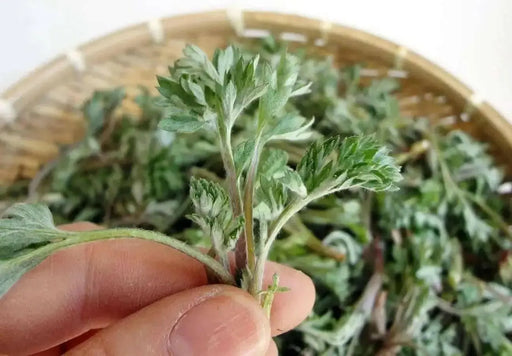 Japanese Mugwort  Seeds,Asian Vegetable ,Perennial herb - Caribbean garden seed