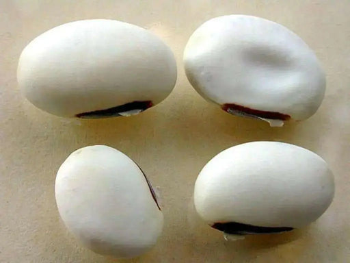 Japanese Sword Bean Seeds ,White, Canavalia gladiata- organic, Heirloom Asian Vegetable ! - Caribbean garden seed