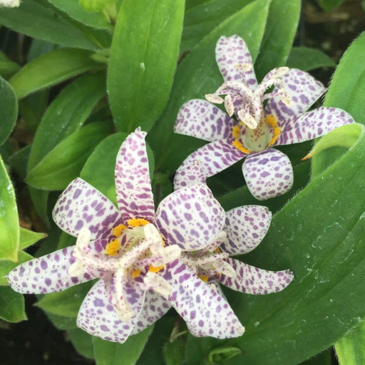 Japanese Toad Lily SEEDS (Tricyrtis Hirta) GREAT FOR SHADE - Caribbeangardenseed