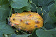 Jelly Melon Cucumber Seeds, Cucumis sativu - Caribbeangardenseed