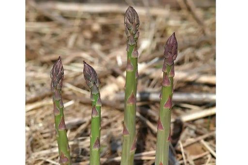 Jersey Giant Asparagus Crown, Garden Vegetable - Caribbeangardenseed