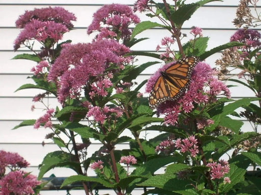 Eupatorium Seeds- Joe Pye Weed ,flowers seeds, One of the most versatile native wildflower plants! - Caribbeangardenseed