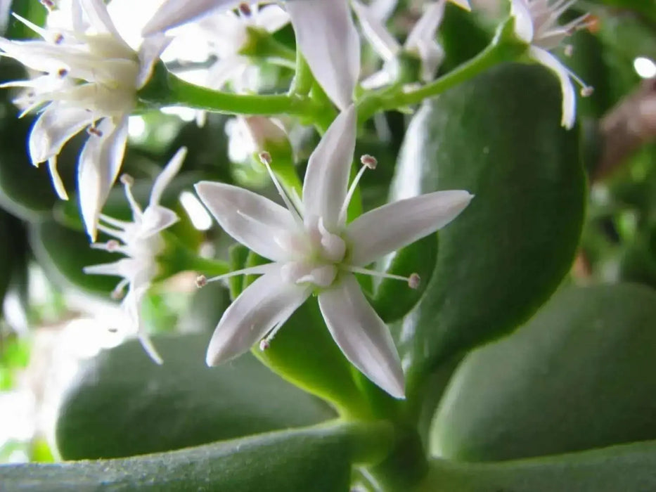 Jojoba Seed  EVERGREEN SHRUB - Caribbean garden seed
