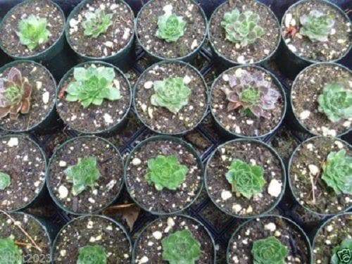 Jovibarba heuffelii House Leek Seeds, Hens and Chicks, mat-forming succulent - Caribbeangardenseed