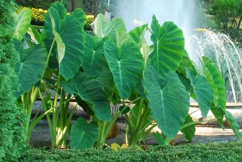 JUMBO Elephant Ear bulbs, (Colocasia esculenta) Tropical Folage ,Size 17/19 - Caribbeangardenseed