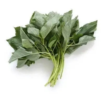 JUTE GREENS, Egyptian Spinach (Live Plants ) Asian Vegetable, - Caribbeangardenseed