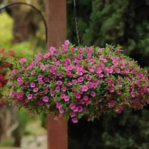 Calibrachoa Kabloom Deep Pink - flowers seeds -The first Calibrachoa from seed - Caribbeangardenseed