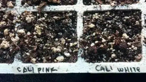 Kalanchoe thyrsiflora Seeds -Succulents,Succulent S - Caribbean garden seed