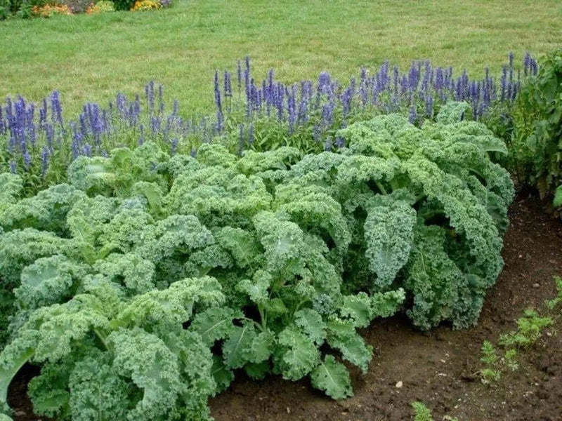 CURLED Kale Vegetable Seeds. microgreens - Caribbean garden seed