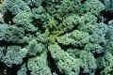 CURLED Kale Vegetable Seeds. microgreens - Caribbean garden seed