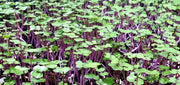 Kale seeds - Scarlet- microgreens - Caribbean garden seed