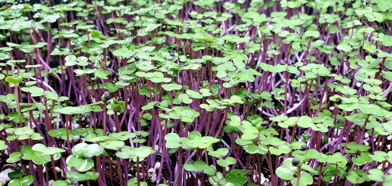 Kale seeds - Scarlet- microgreens - Caribbean garden seed