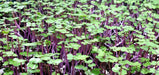 Kale seeds - Scarlet- microgreens - Caribbean garden seed