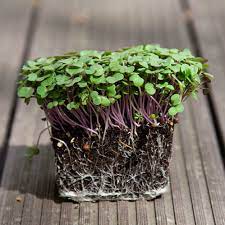 Kale seeds - Scarlet- microgreens - Caribbean garden seed