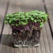 Kale seeds - Scarlet- microgreens - Caribbean garden seed
