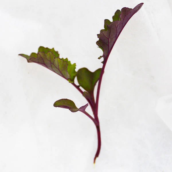 Kale seeds - Scarlet- microgreens