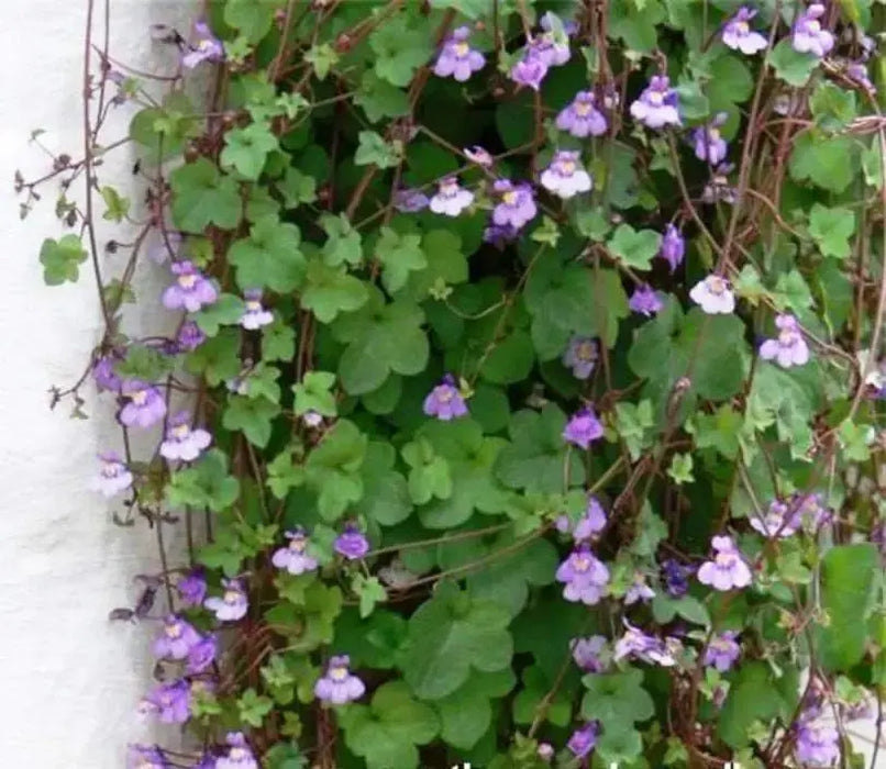 Kenilworth Ivy SEEDS ,Toadflax Flowers Vine - Caribbeangardenseed