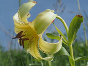 Kesselring Lily SEEDS - Lilium kesselringianum - Caribbean garden seed